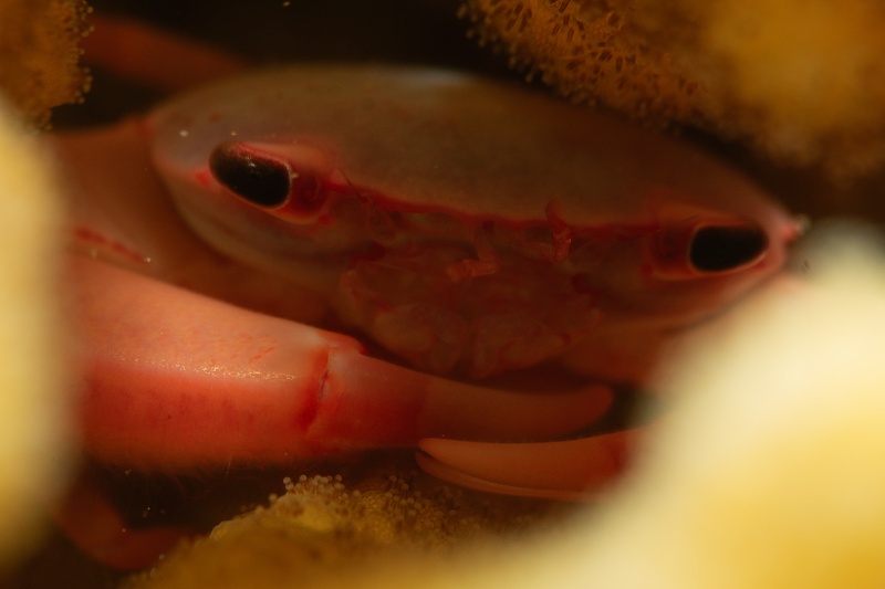 Pink coral crab tucked between soft coral polyps, dark eyes watching from its shelter.