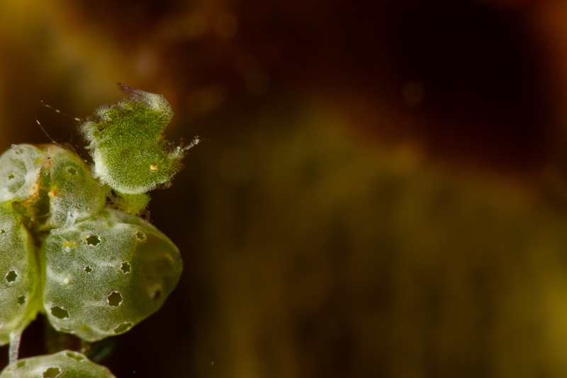 Costasiella leaf sheep grazes on green algae, cerata lined up like tiny leaves on its back.