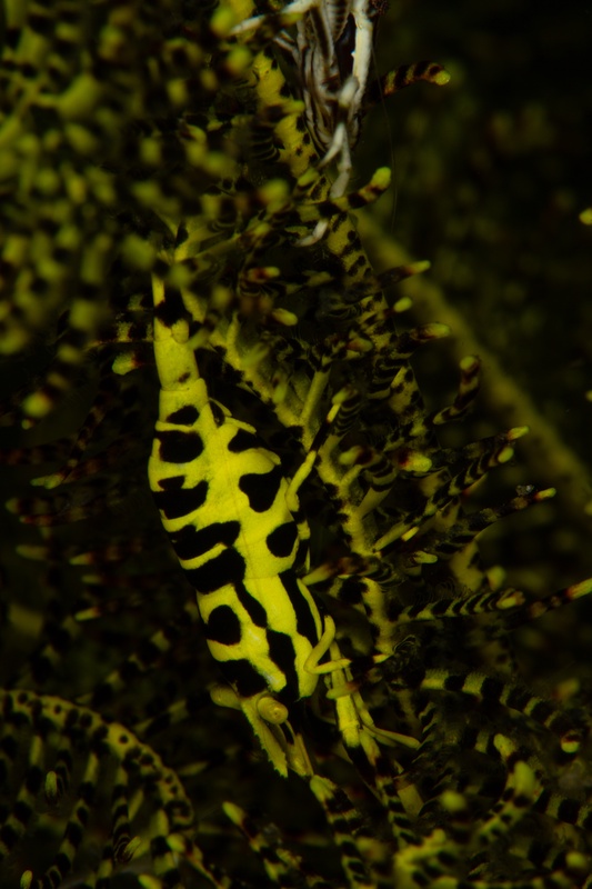 Crinoid shrimp hidden in plain sight, yellow-black body matching the feather star arms.