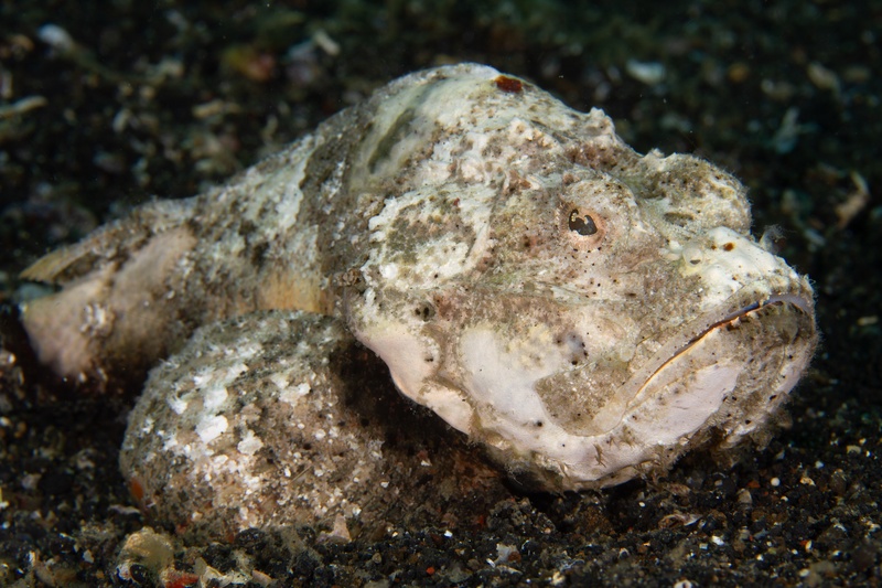 Crocodilefish flattened on the sand, mottled skin and broad head melting into the seabed.