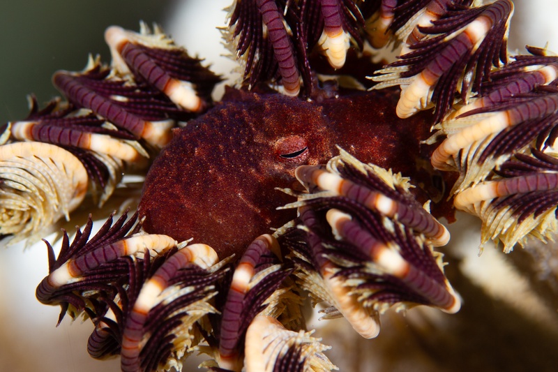 Dark cuttlefish hides in a feather star, its body tucked among purple and cream arms.