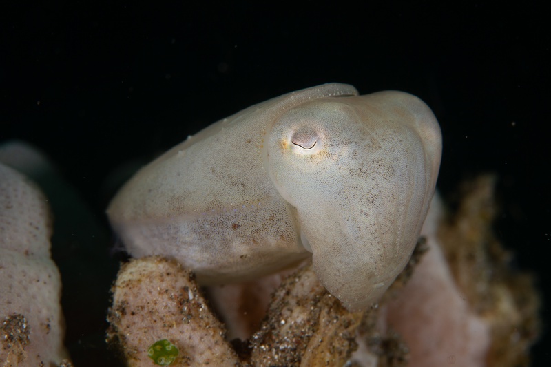 Small cuttlefish resting on coral, pale mantle smooth and one curved eye fixed outward.