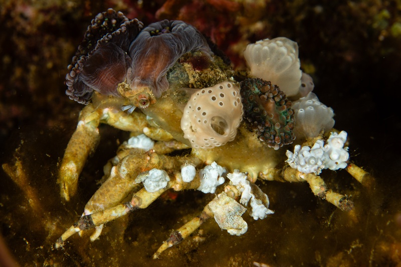 Decorator crab trundles along disguised in sponges and tunicates stitched to its shell.