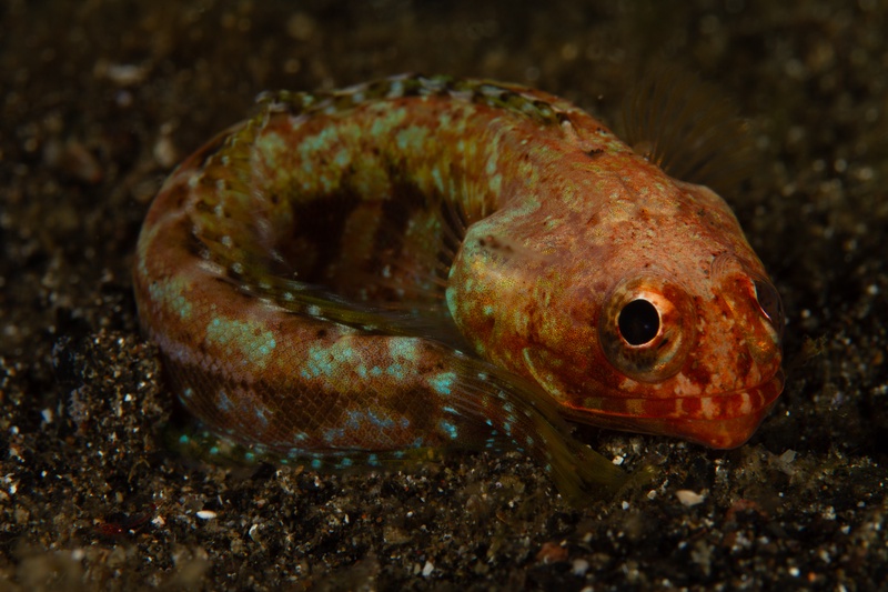 Mottled dragonet rests on dark volcanic sand, red and turquoise markings curled into a tight pose.