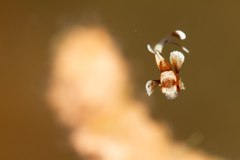 Tiny dragonet hovering above the bottom, patterned body sharp against a soft golden blur.