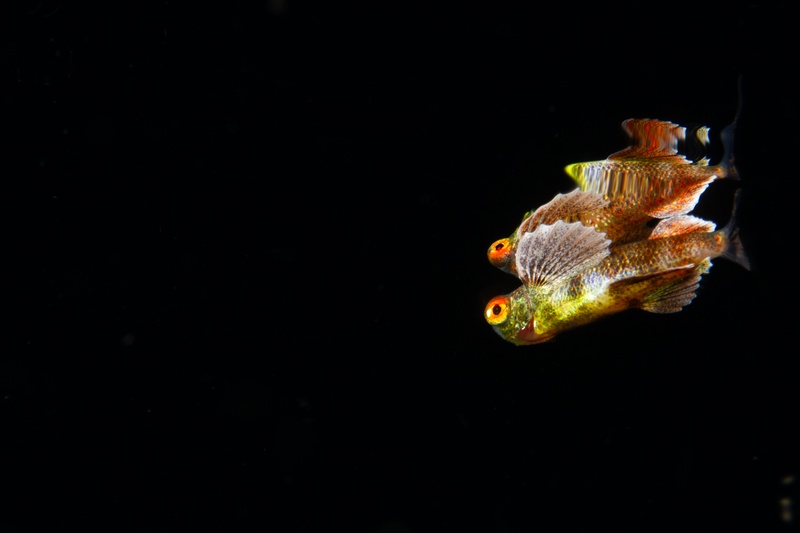 Pair of dragonets rise together in the water column, ornate fins flared for mating.