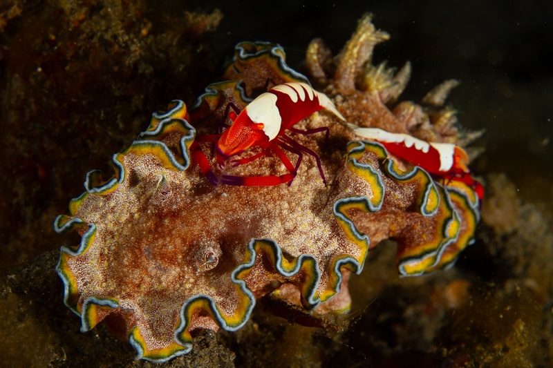 Emperor shrimp riding a ceratosoma nudibranch, red-white claws perched above blue-rimmed mantle folds.