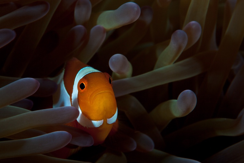 False clown anemonefish facing the camera among bulb-tipped tentacles, orange body with white head bar glowing against dark background.