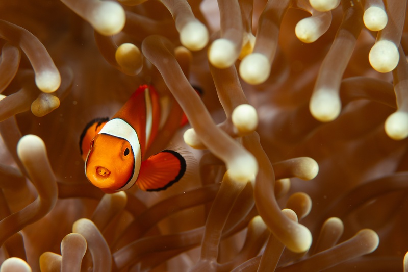 False clown anemonefish hovers among bulb-tipped anemone tentacles, a cymothoid isopod parasite lodged in its open mouth.