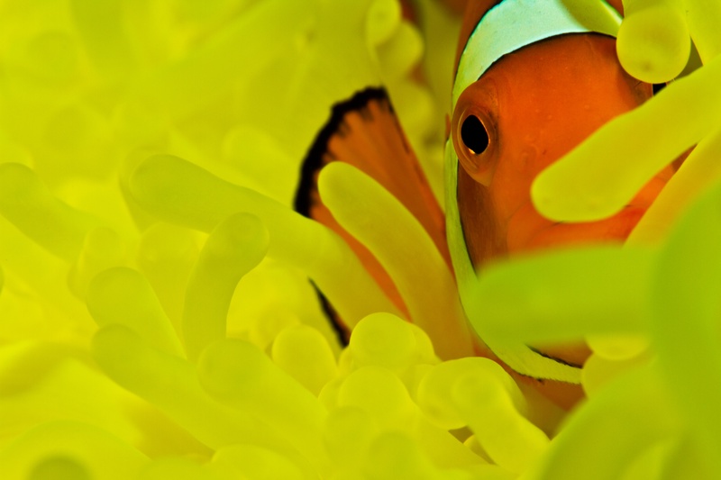 False clown anemonefish with orange body and white head stripe nestled among bright yellow anemone tentacles.
