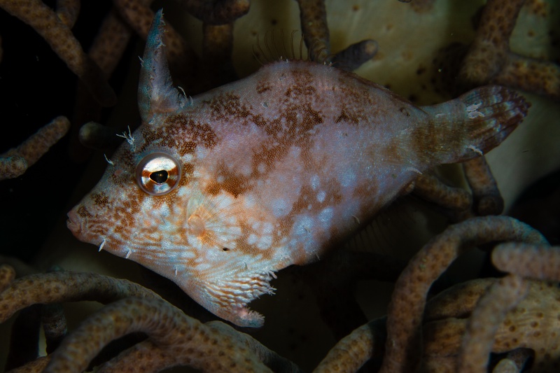 Bristle-tail filefish hovers among soft coral polyps, mottled body blending into the background.