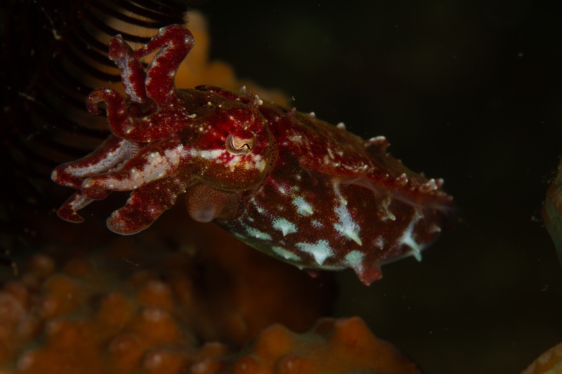 Flamboyant cuttlefish hovers beside a crinoid, red-and-white body rippling with texture.