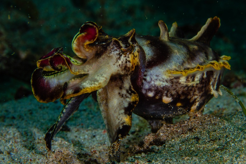 Flamboyant cuttlefish strutting across sand, yellow-edged arms lifted as it hunts the bottom.