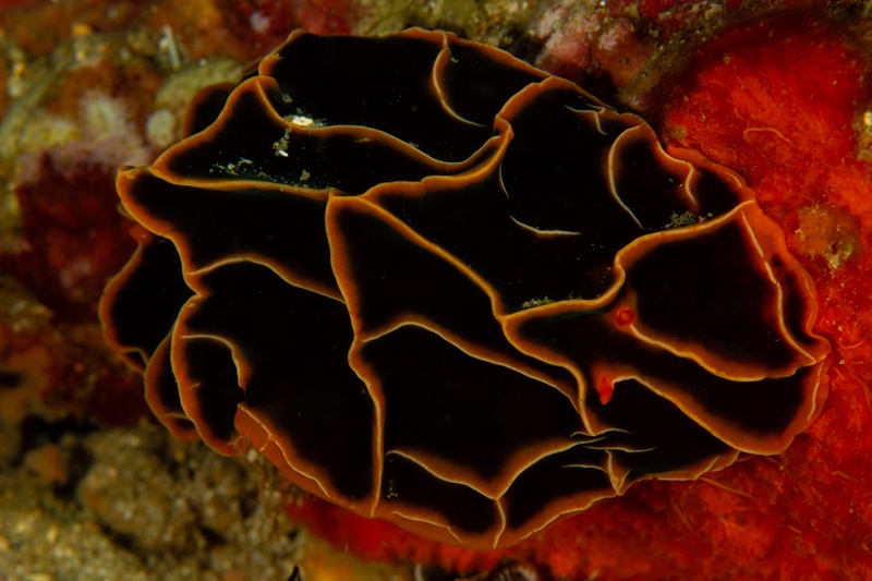 Black flatworm glides over a red sponge, its orange rim tracing the edge like a warning line.