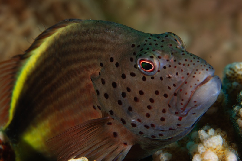 Freckled hawkfish in close portrait, red-rimmed eye fixed ahead as it rests on coral.