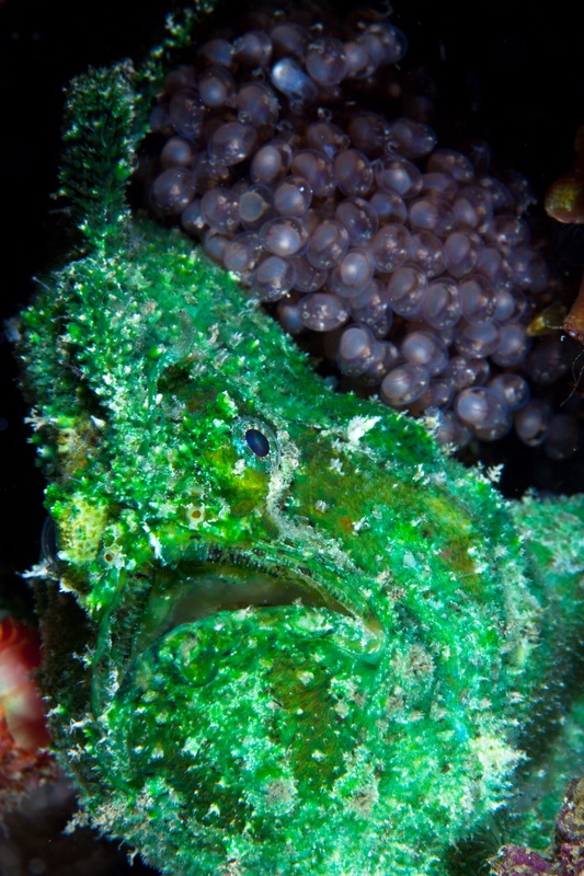 Algae-covered green frogfish blending into the reef, a cluster of translucent eggs pressed beside its head.