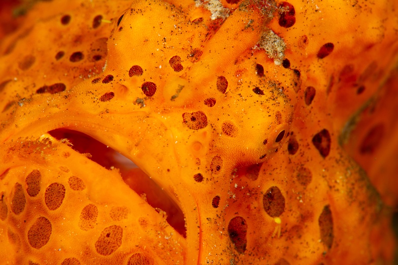 Painted frogfish in extreme macro, with orange skin puckered like sponge and a tiny eye set deep.