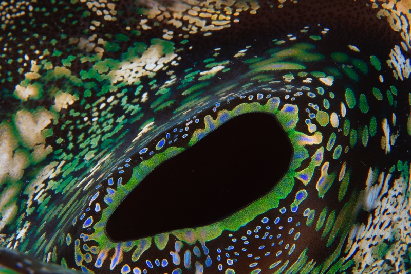 Extreme macro of a giant clam mantle, iridescent green and blue spots circling the dark siphon.