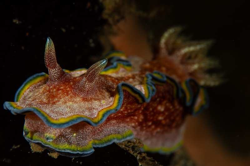 Glossodoris nudibranch crawls over dark substrate, brown mantle edged in blue and yellow.