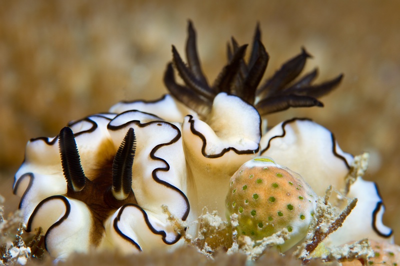 Glossodoris atromarginata nudibranch, cream-white mantle edged in black wavy lines, dark feathery gills fanned out behind.