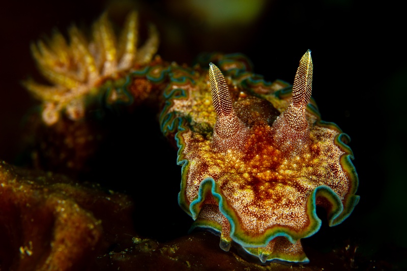 Glossodoris nudibranch crawling over reef rubble, orange mantle edged in teal in Puerto Galera.