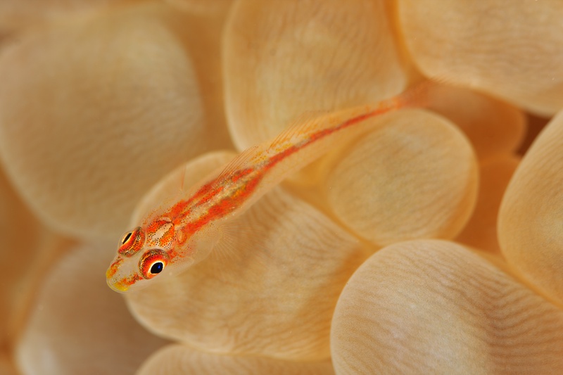 Tiny goby resting on bubble coral, translucent body marked with red-orange lines in macro view.