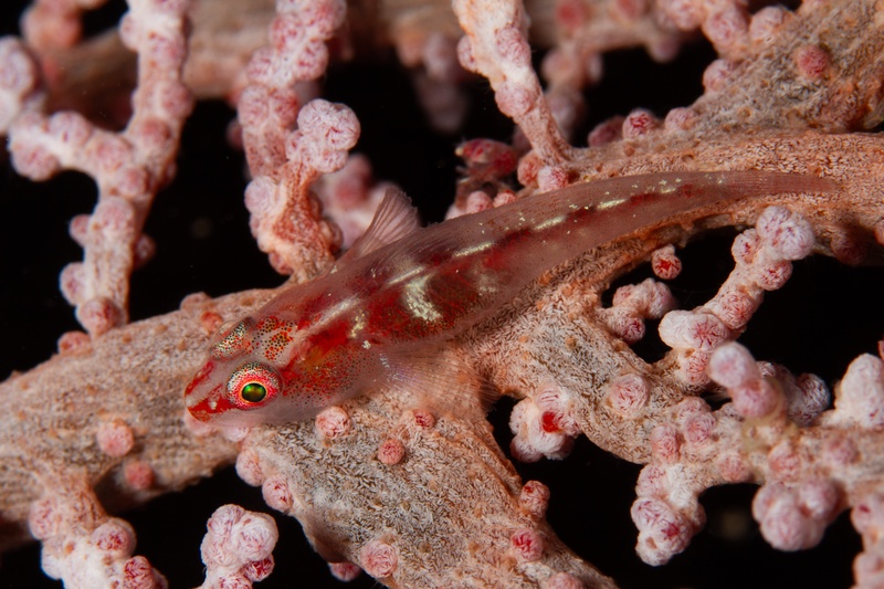 Translucent goby with red markings perched on pink soft coral branches, green eye sharp and focused.