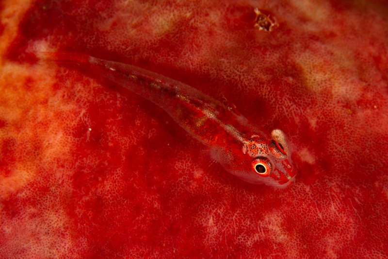 Translucent goby with red markings rests on a bright red sponge in close-up macro view.