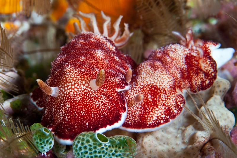 Pair of crimson nudibranchs with dense white speckles and orange rhinophores on reef substrate, tunicates and hydroids nearby.