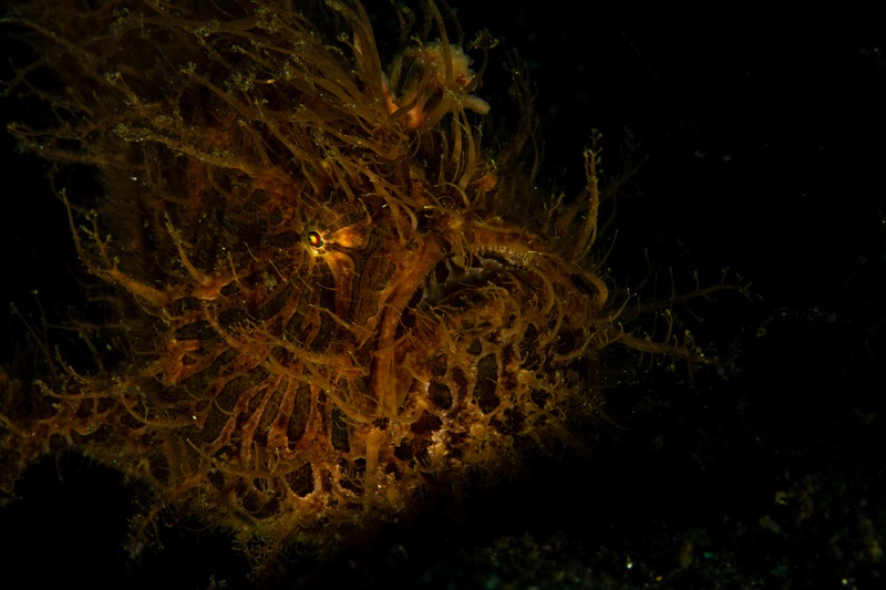 Orange hairy frogfish disappears into hydroids and algae, fleshy filaments mimicking the growth.