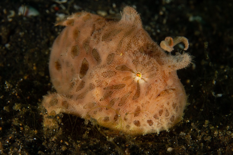 Pink hairy frogfish hunkers on black sand, brown spots and shaggy filaments breaking its outline.