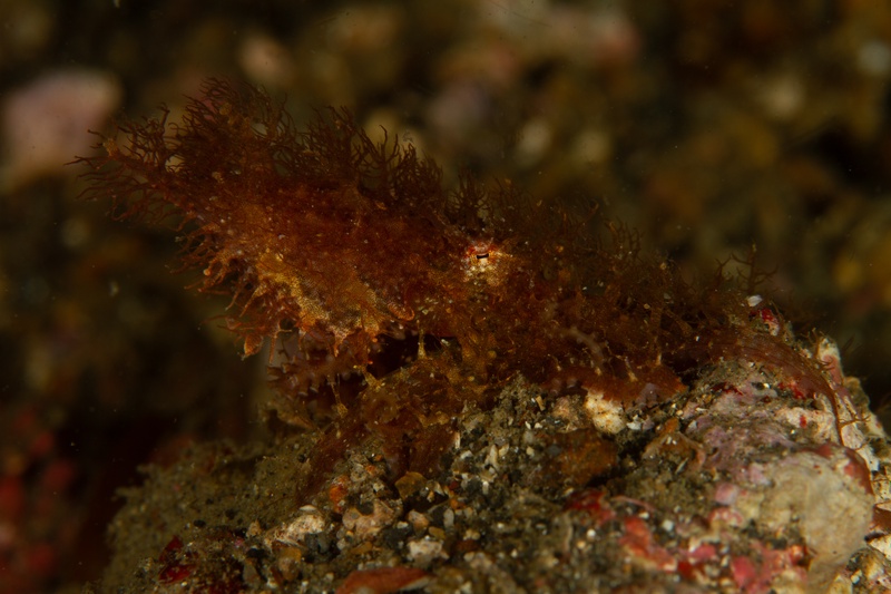 Hairy octopus disappears into algae-covered rock, skin filaments breaking up its outline.