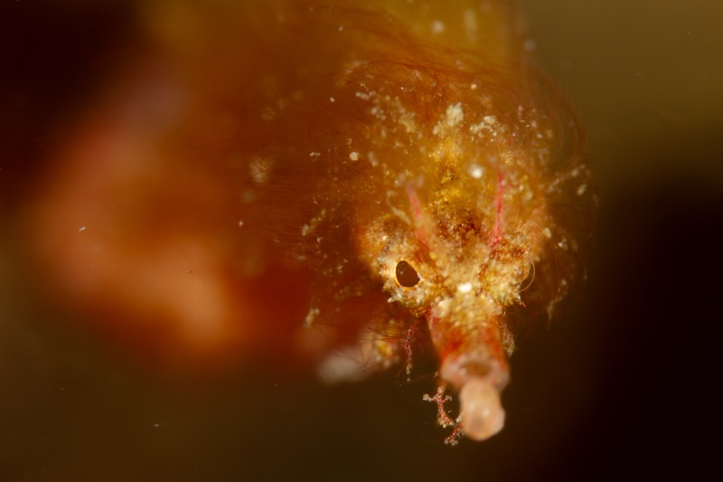 Hairy pipefish portrait, filamentous appendages and translucent orange body clinging to substrate.