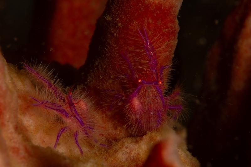 Pair of hairy squat lobsters tucked inside a red sponge, pink claws and purple bodies pressed close.