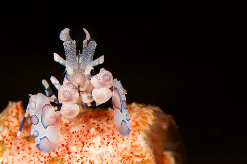 Harlequin shrimp straddles a sea star, blue-lilac claws spread wide over red arms.