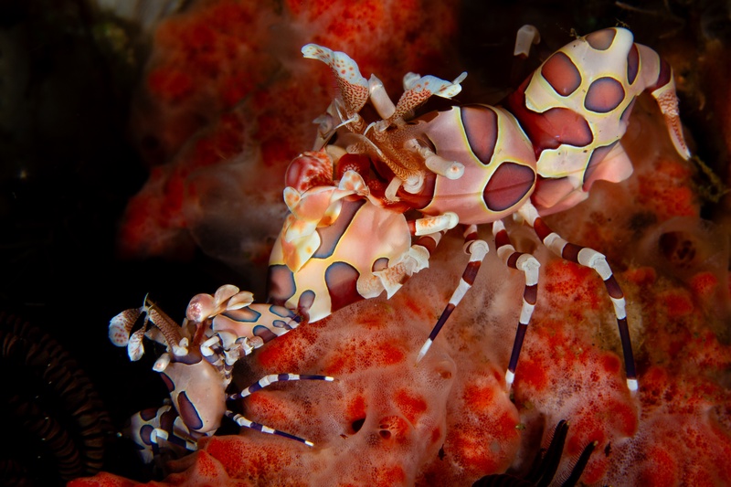 Harlequin shrimp pair feeding on a red starfish, cream bodies marked with blue-lilac spots.