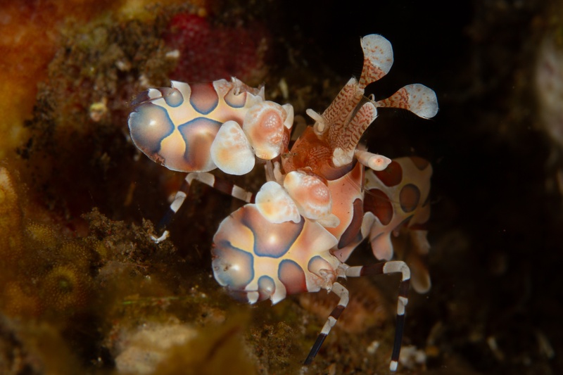 Pair of harlequin shrimp standing side by side, cream bodies marked with blue spots.