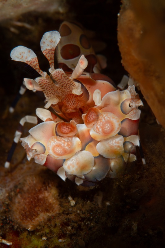 Harlequin shrimp perches on the reef, flat claws spotted pink, blue, and white.