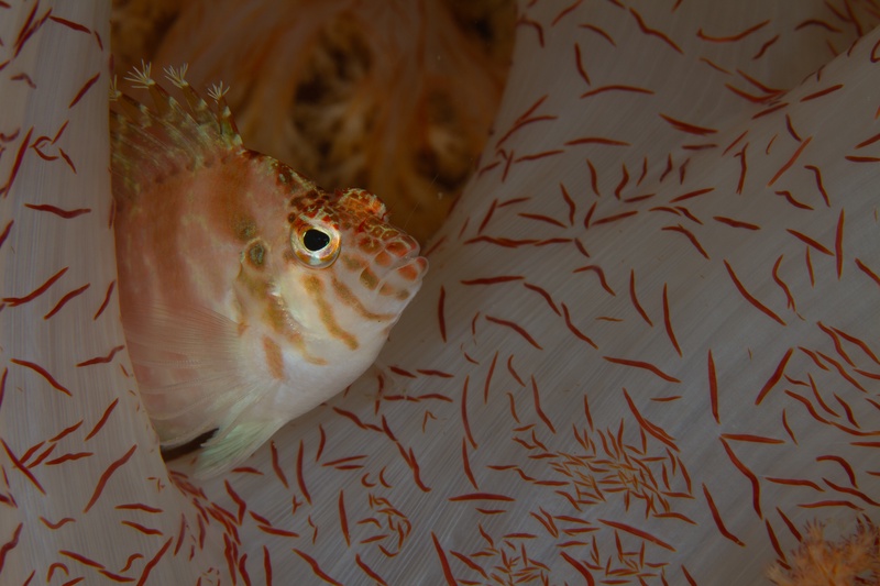 Speckled hawkfish perched on pale soft coral, dorsal spines raised above red sclerites.