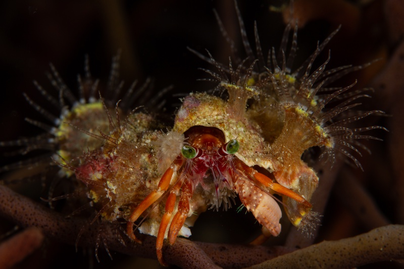 Hermit crab carrying a shell studded with tiny anemones, paused among broken reef rubble.