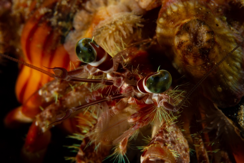 Hermit crab in close-up, with green-banded eyes raised above hairy legs and anemones.