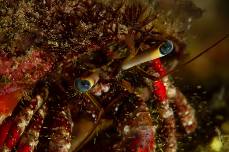 Macro portrait of a hermit crab, blue-tipped eyes raised above red legs and shell rubble.