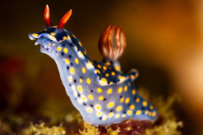Hypselodoris nudibranch creeps over algae, pale blue body dotted yellow, orange rhinophores leading.