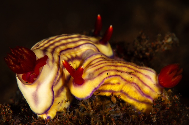 Hypselodoris nudibranch crawls over the substrate, yellow-and-violet bands lit by red rhinophores.