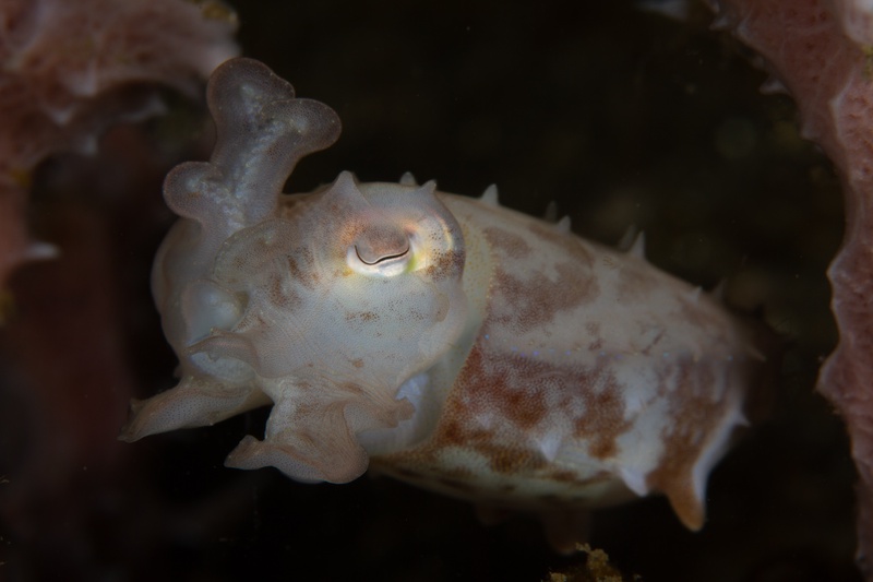 Juvenile cuttlefish hovering beside a pink sponge, mottled body blending into Lembeh muck.