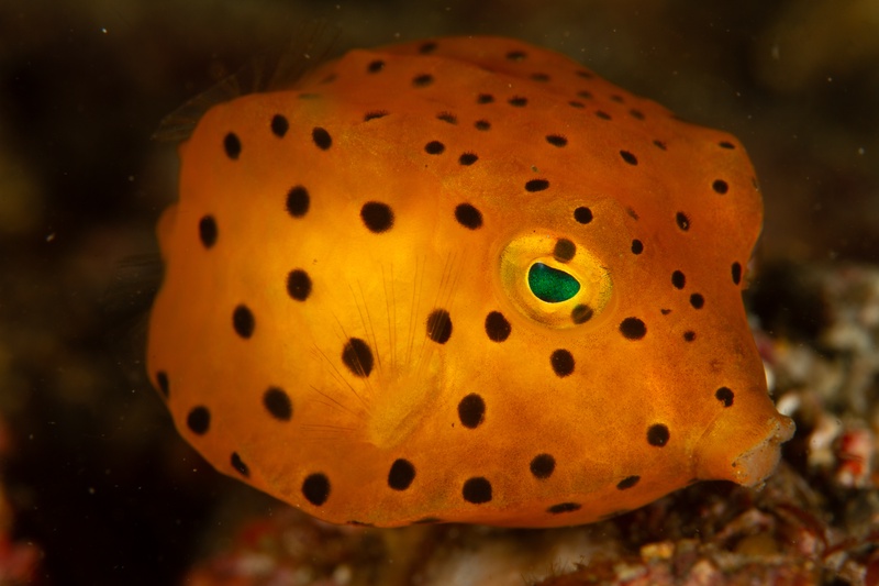Juvenile yellow boxfish hovers above the reef, orange body glowing with neat black polka dots.