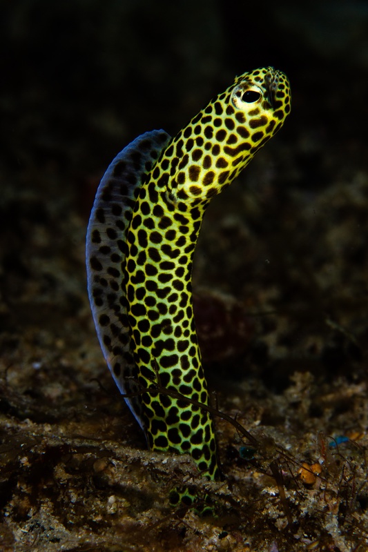 Laced moray eel rises from the reef, mouth ajar, its yellow-and-black honeycomb pattern sharply defined.