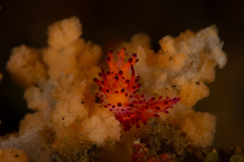 Ladybug nudibranch tucked among pale soft-coral polyps, orange-red cerata dotted dark.