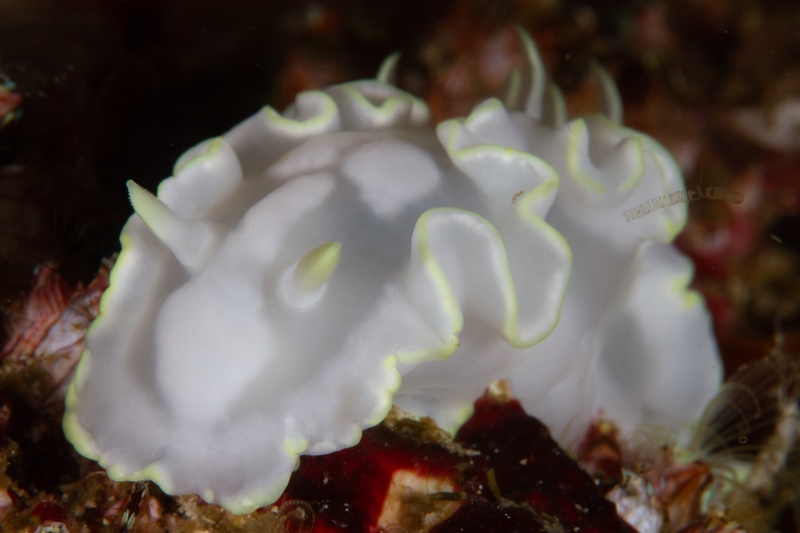 Ruffled lettuce nudibranch in macro view, white folds edged yellow against dark reef rubble.
