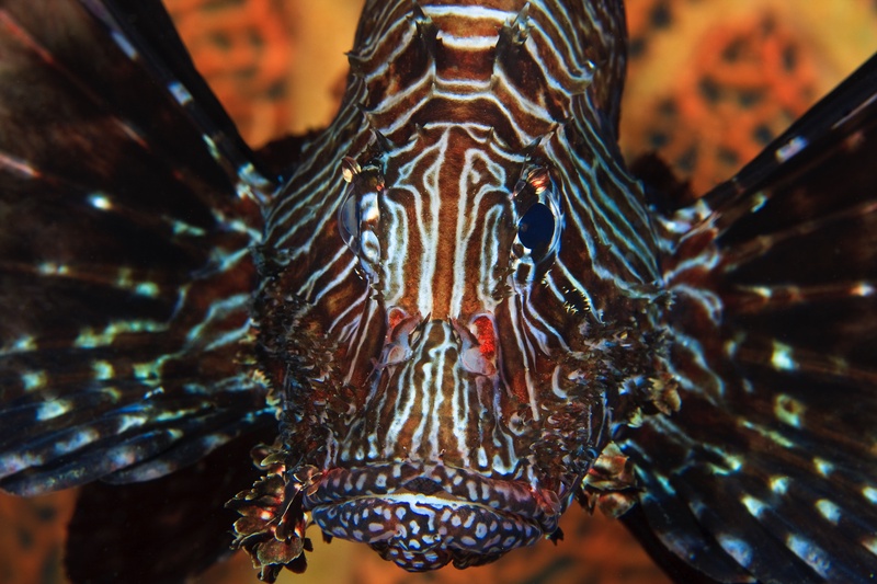 Lionfish frontal portrait, with a striped face forward and pectoral fins fanned like a spiny collar.